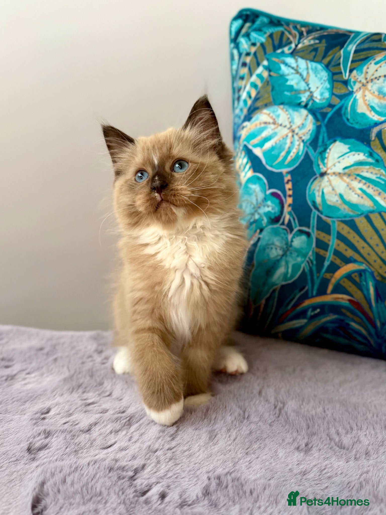 Ragdoll cats TICA registered cherubim and ragdoll kittens - Advert 2