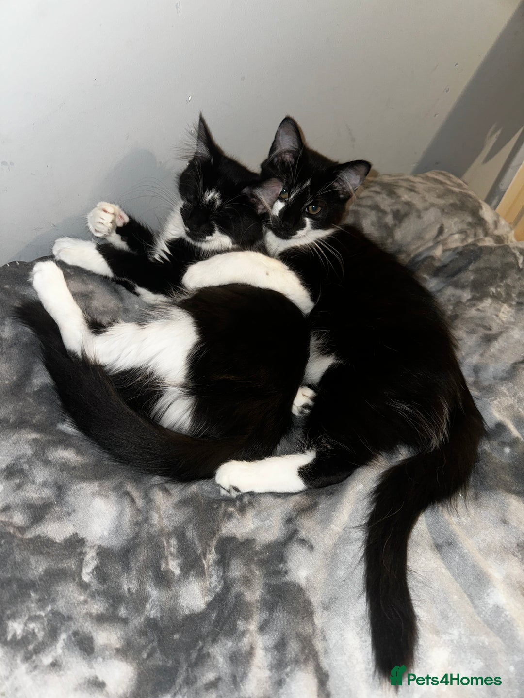 Mixed Breed cats for sale: Free pretty kitty’s  - Advert 3