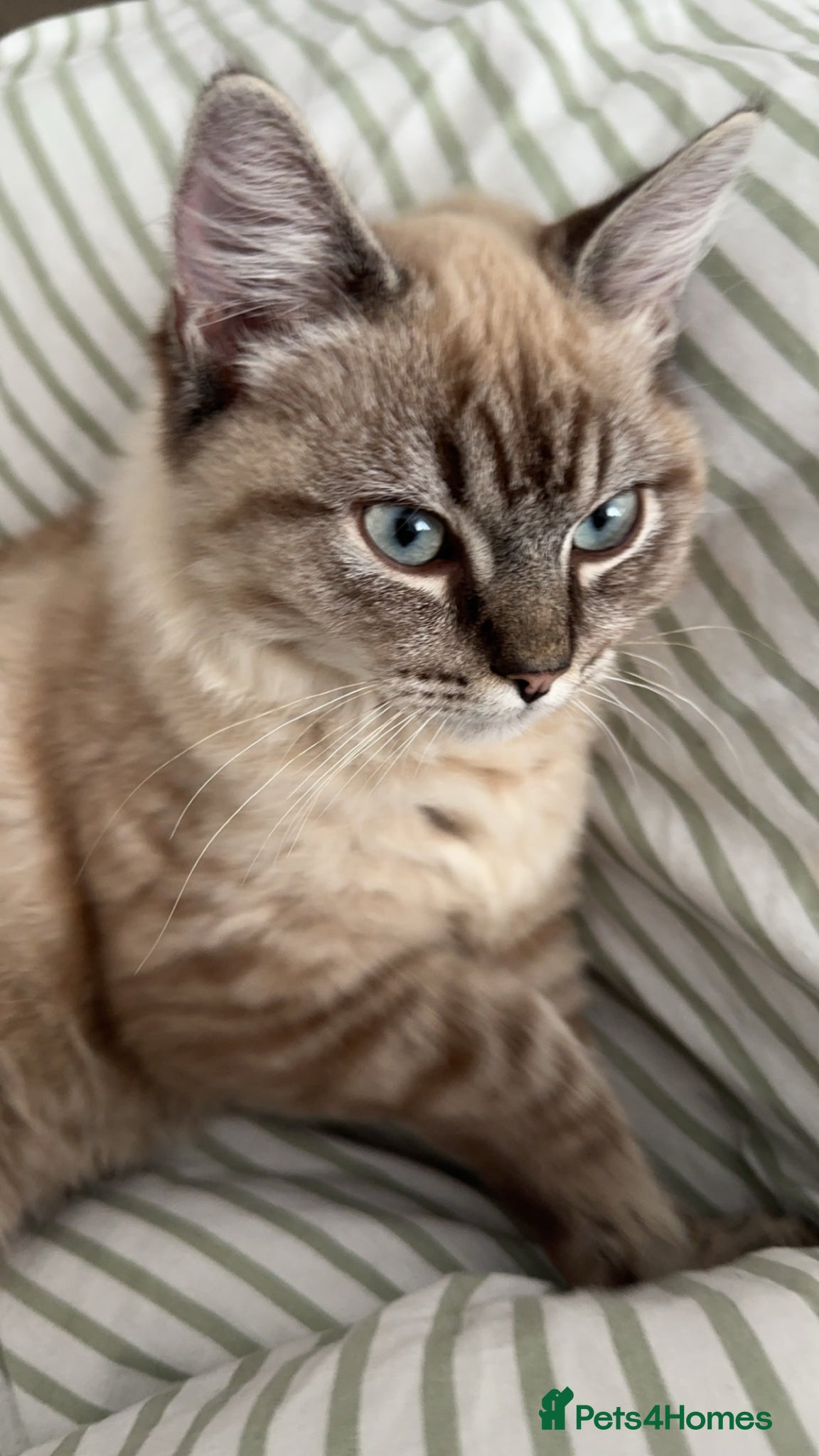 Mixed Breed cats for sale: Ragdoll mix male cat  - Advert 5