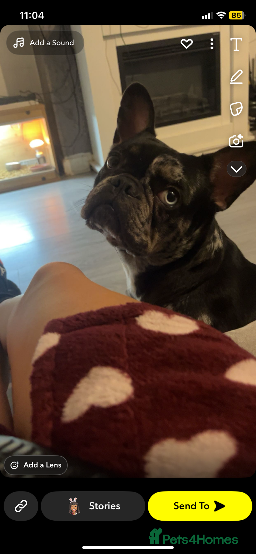 French Bulldog dogs for sale: Adult Female French bulldog for sale  - Advert 5