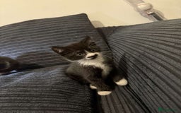 Mixed Breed cats for sale: 2 Very Cute kittens Ready to Leave NOW! - Image 5