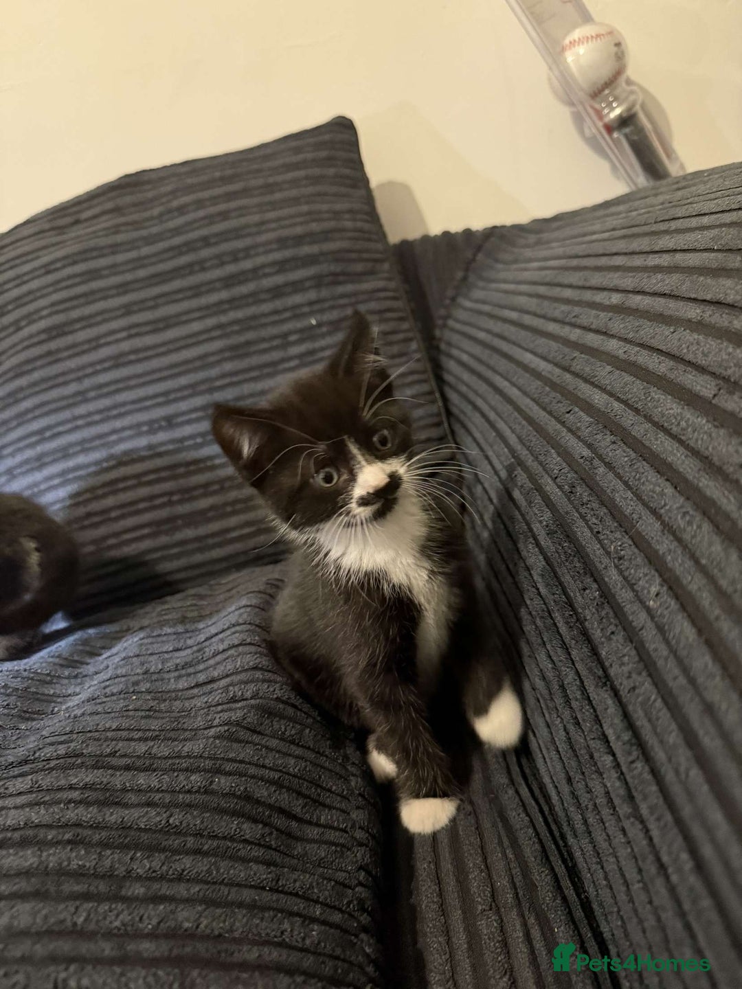 Mixed Breed cats for sale: 2 Very Cute kittens Ready to Leave NOW! - Image 5