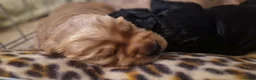Cocker Spaniel dogs for sale: Adorable Working Cocker spaniel puppies in Rotherham - Advert 9