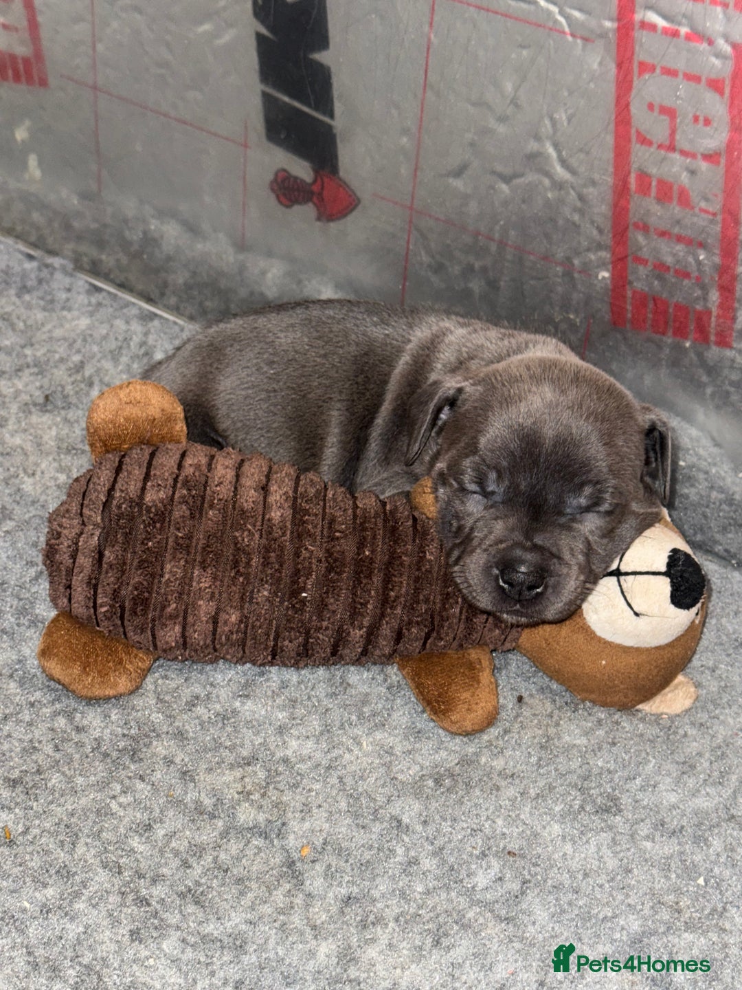 Staffordshire Bull Terrier dogs for sale: KC reg. Staffordshire bull terrier puppies - Advert 12