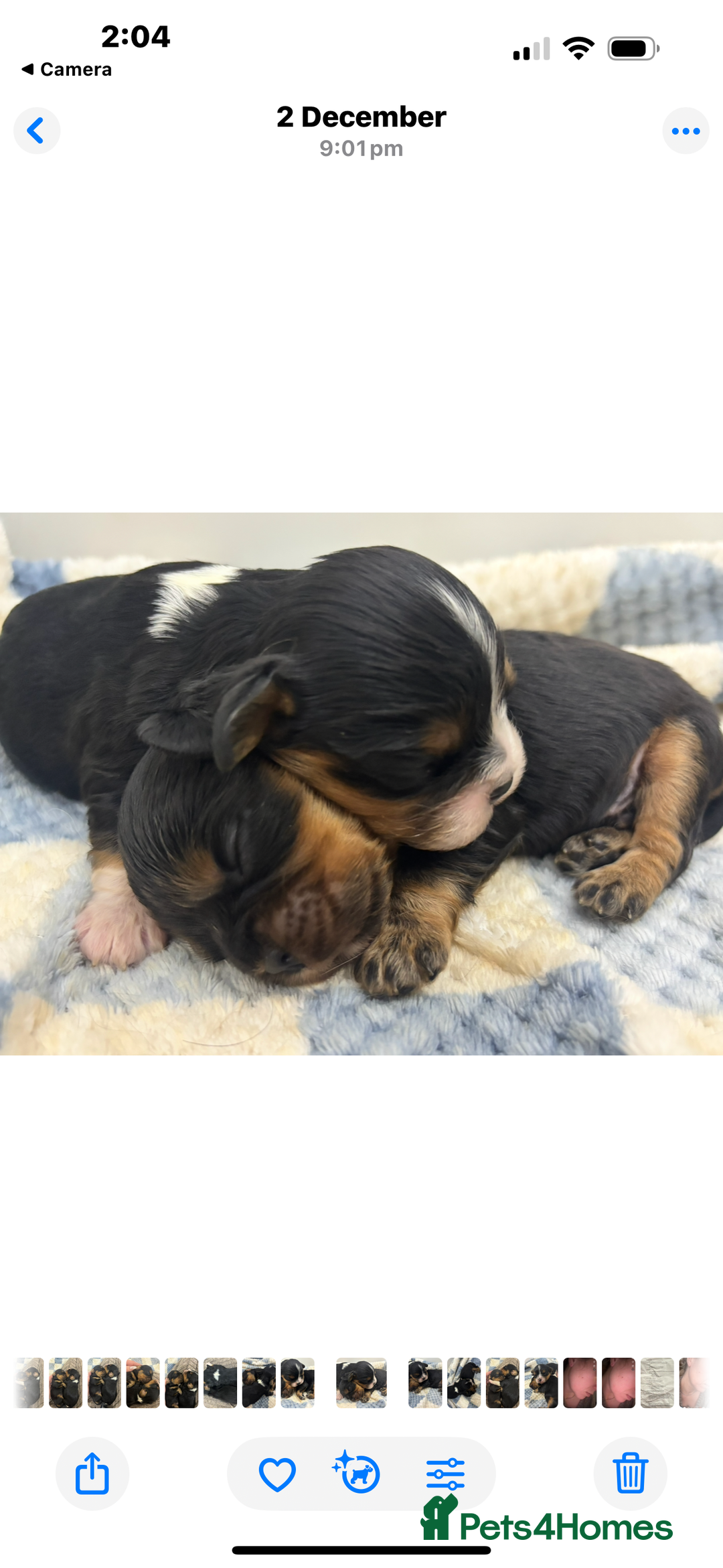 Cavalier King Charles Spaniel dogs for sale: Two beautiful kc boys  - Advert 10