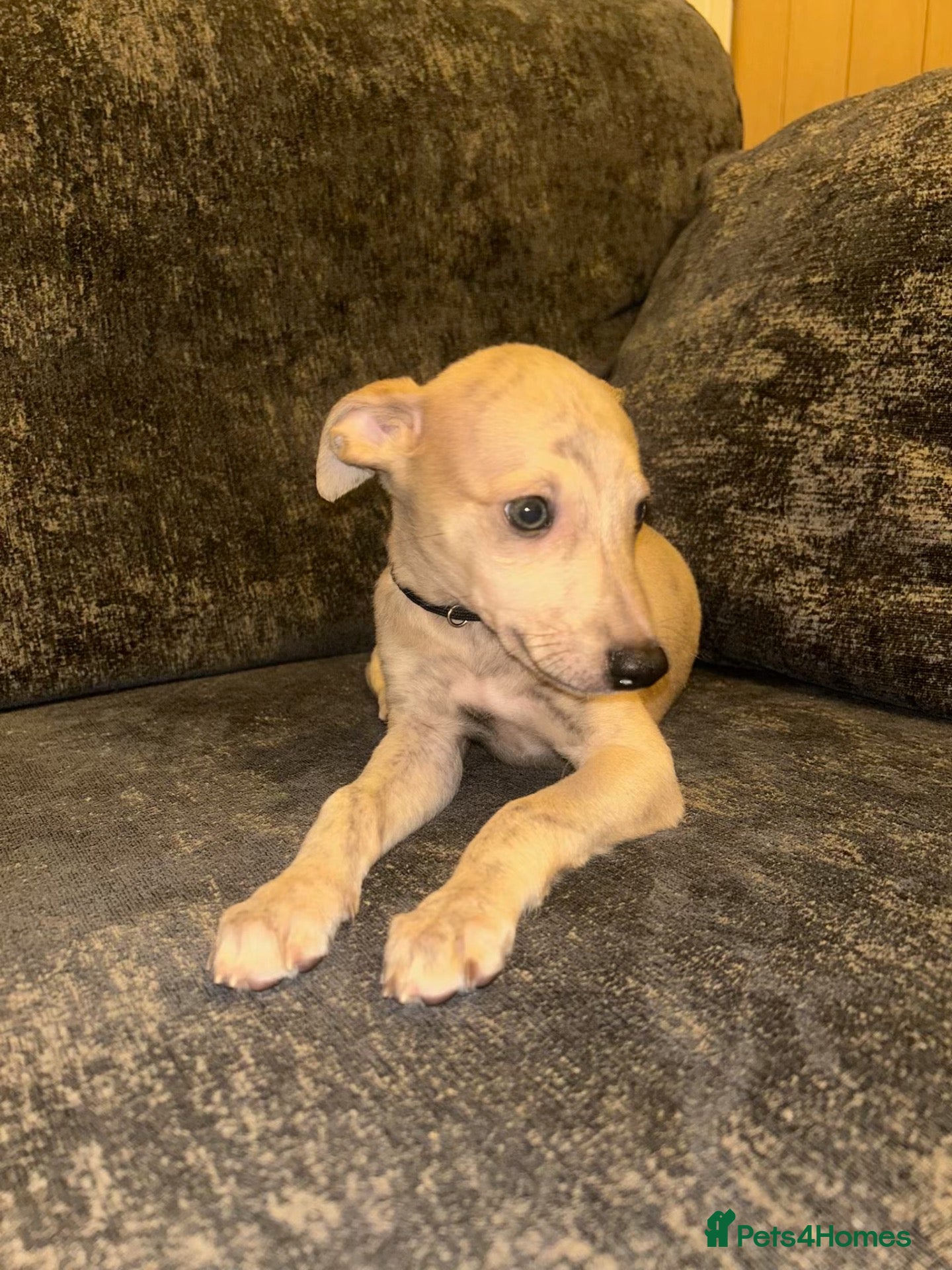 Whippet dogs 2 Stunning KC registered boys left - Advert 4