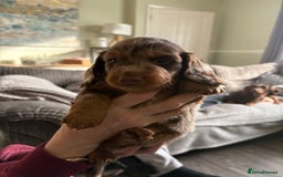 Dachshund dogs for sale: Long haired  - Image 5