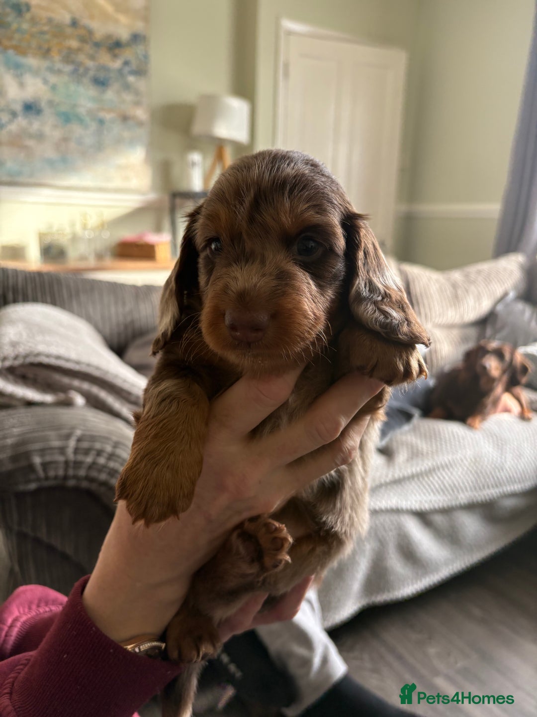 Dachshund dogs for sale: Long haired  - Image 5