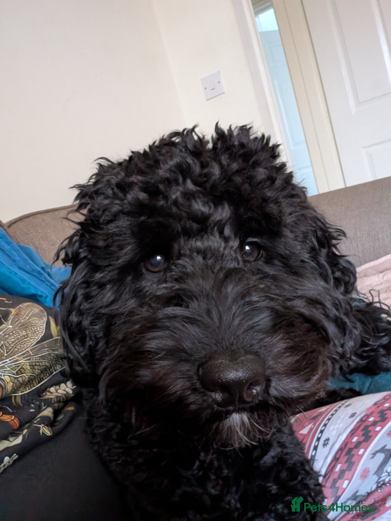 Cockapoo dogs Loving & excitable 1 year old cockapoo  - Advert 2
