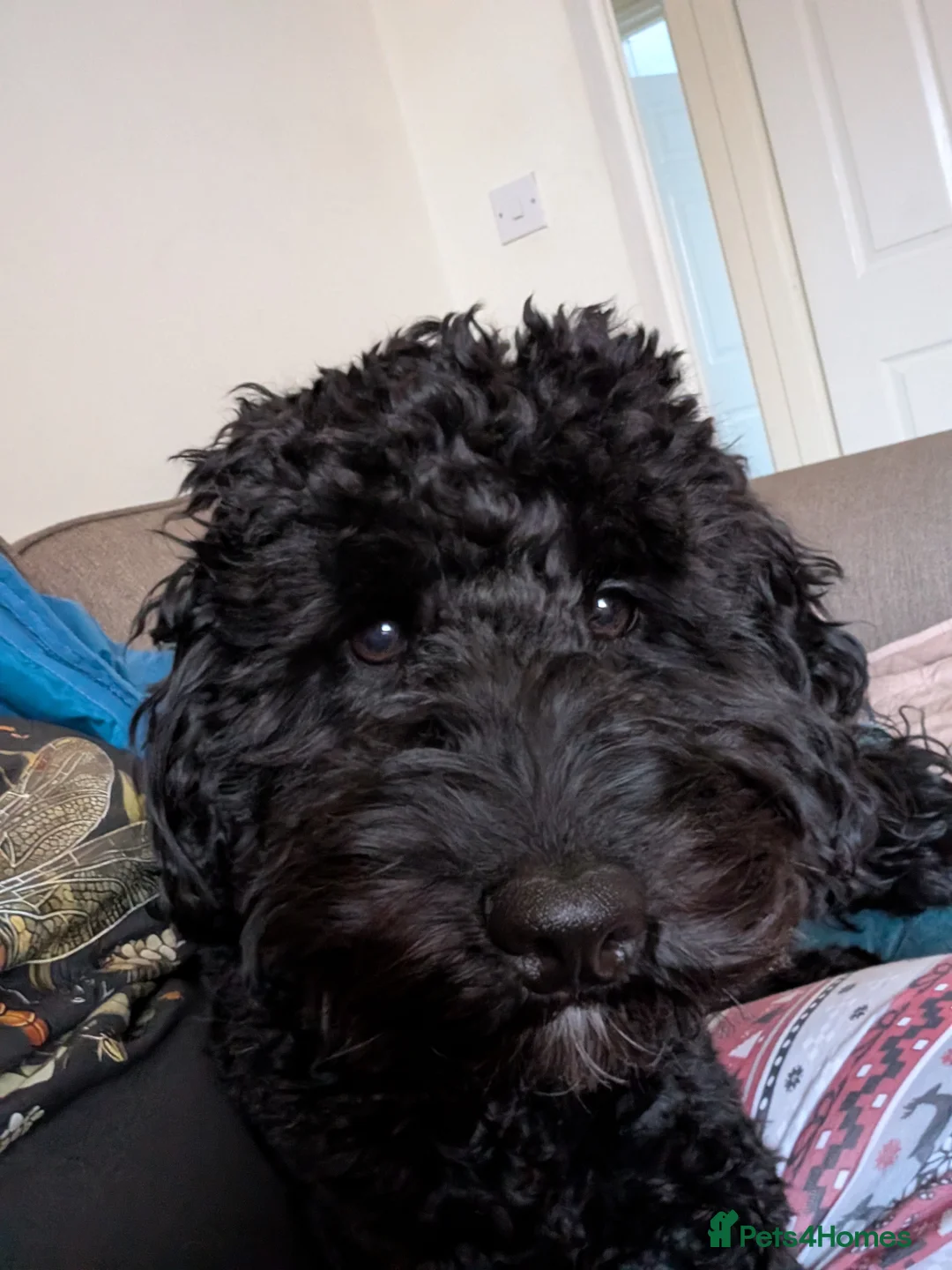 Cockapoo dogs for sale: Loving & excitable 1 year old cockapoo  - Advert 3