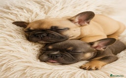 French Bulldog dogs for sale: Beautiful litter of frenchie pups - Image 1