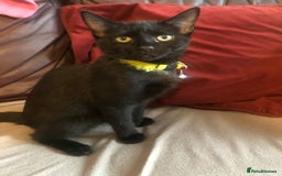 Mixed Breed cats for sale: Cute female kitten - Image 1