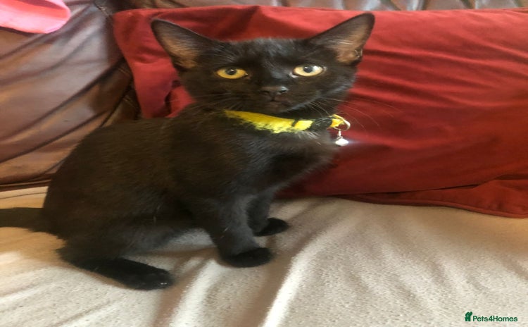 Mixed Breed cats - Advert 1
