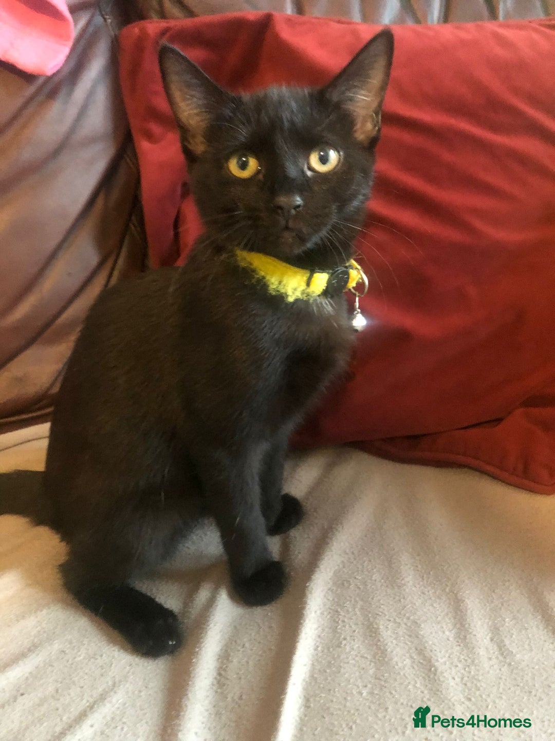 Mixed Breed cats for sale: Cute female kitten - Image 1