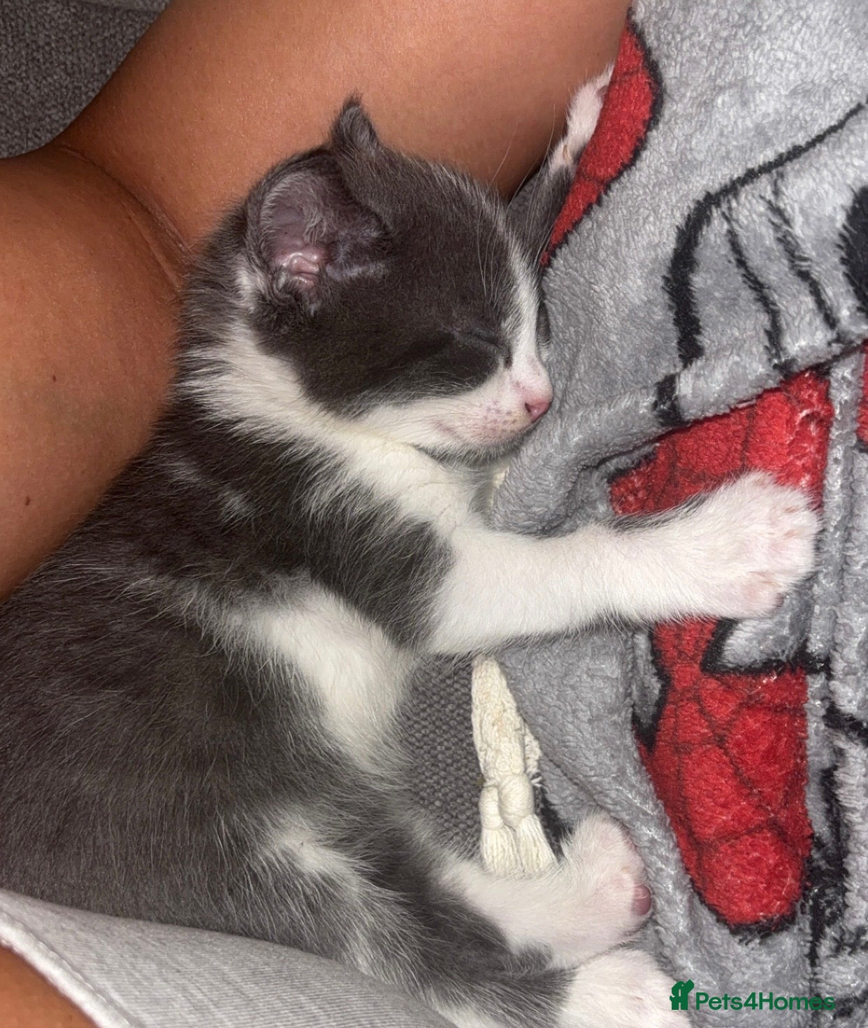 Mixed Breed cats Beautiful mixture rare dilute calico kittens 😻 - Advert 13