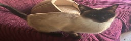Siamese cats for sale: Siamese seal points  price is for both  - Advert 3