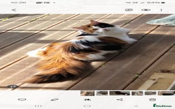 Maine Coon cats for sale: Adorable Maine Coon Kittens - Image 7