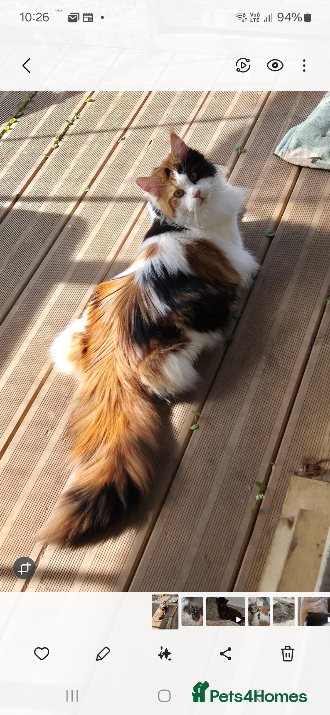 Maine Coon cats for sale: Adorable Maine Coon Kittens - Image 7