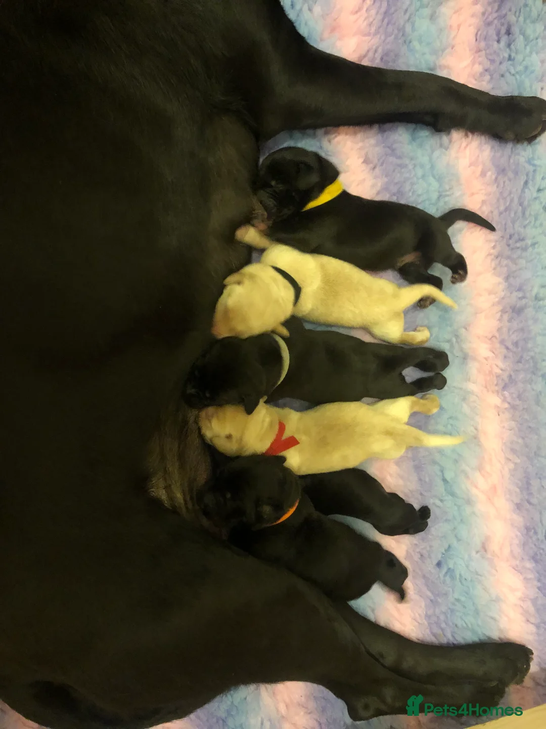 Gallery Image {{count}}