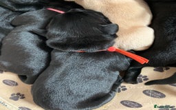 Labrador Retriever dogs for sale: Gentle natured home reared KC Registered Labradors - Image 4