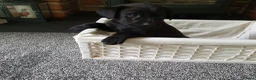 Labrador Retriever dogs for sale: WORKING BLACK LABRADOR PUPPIES-DRAKESHEAD LINE - Advert 20