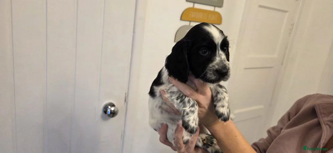 Cocker Spaniel dogs for sale: COCKER SPANIEL PUPPIES FOR SALE - Advert 3