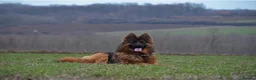 German Shepherd dogs for sale: Adult male long coat import German shepherd  - Advert 2