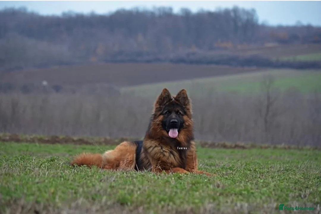 German Shepherd dogs for sale: Adult male long coat import German shepherd  - Advert 2