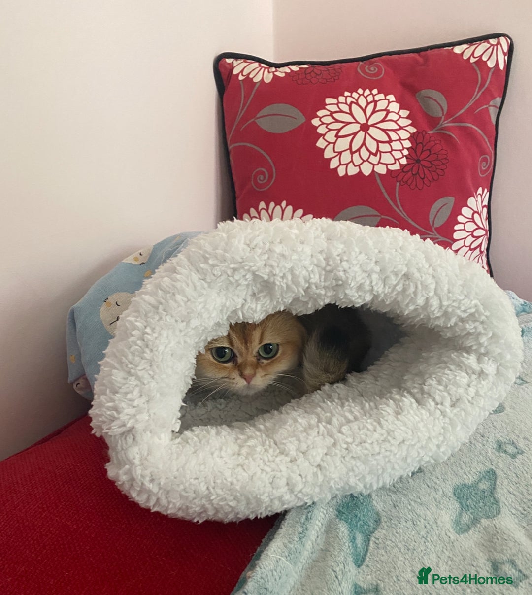 British Shorthair cats for sale: Adorable British Shorthair girl  - Image 7