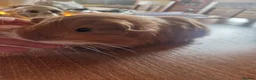 Guinea Pig rodents for sale: Pair of boar guinea pigs - Advert 4