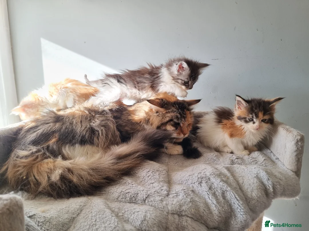 Maine Coon cats for sale: 2 litters of Maine Coon - Advert 3