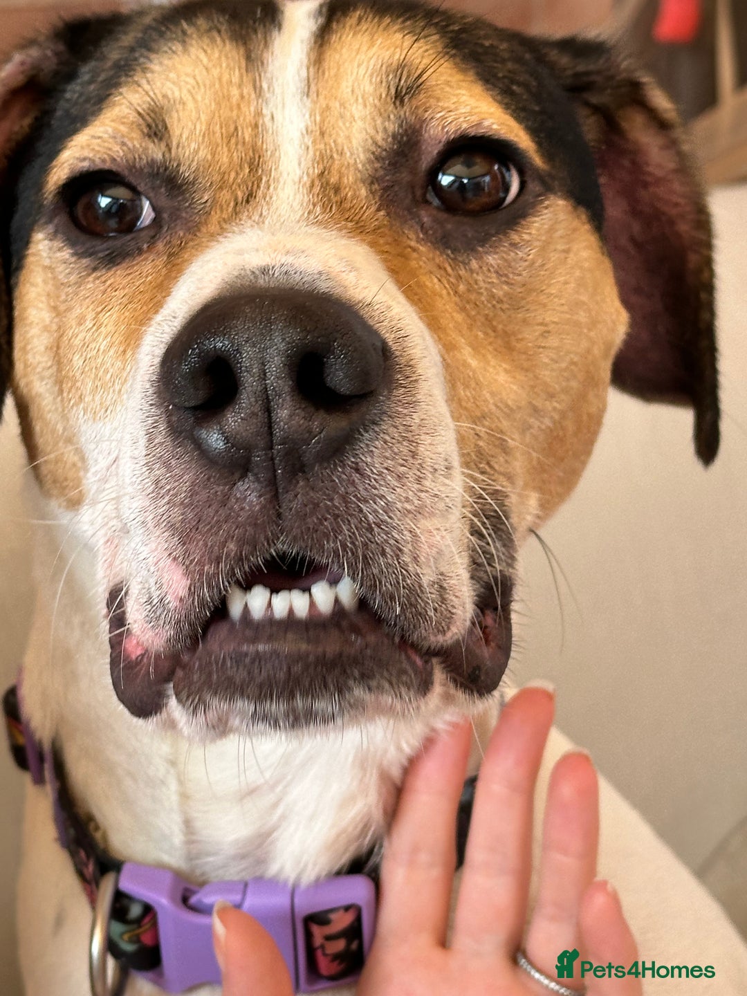 Mixed Breed dogs for sale: Beagle/staff - Image 2