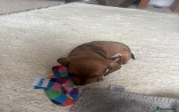 Miniature Dachshund dogs for sale: Miniature smoothed haired dachshund  - Image 4