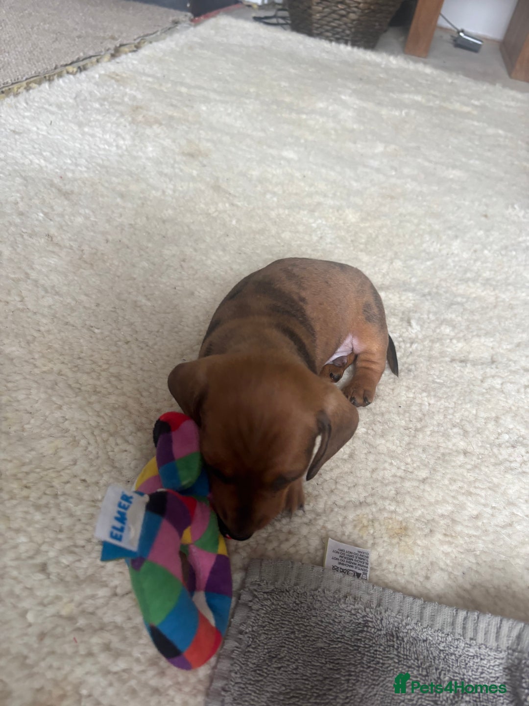 Miniature Dachshund dogs for sale: Miniature smoothed haired dachshund  - Image 4