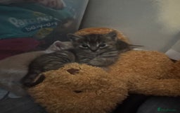 Mixed Breed cats for sale: Mixed breed cats ready now - Image 10