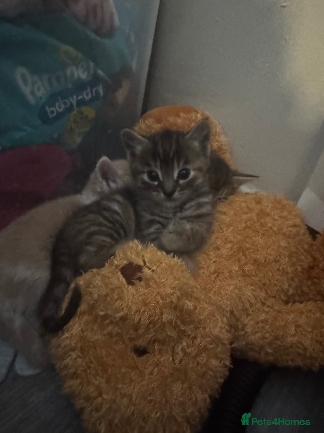 Mixed Breed cats for sale: Mixed breed cats ready now - Image 10