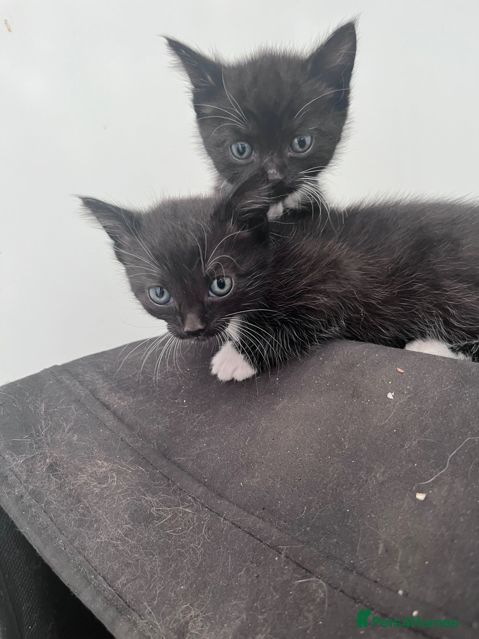 Mixed Breed cats for sale: Beautiful kittens in Southsea - Advert 14