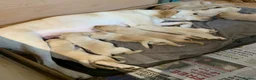 Labrador Retriever dogs for sale: PREMIUM KC REG YELLOW LABRADOR RETRIEVER PUPPIES - Advert 4