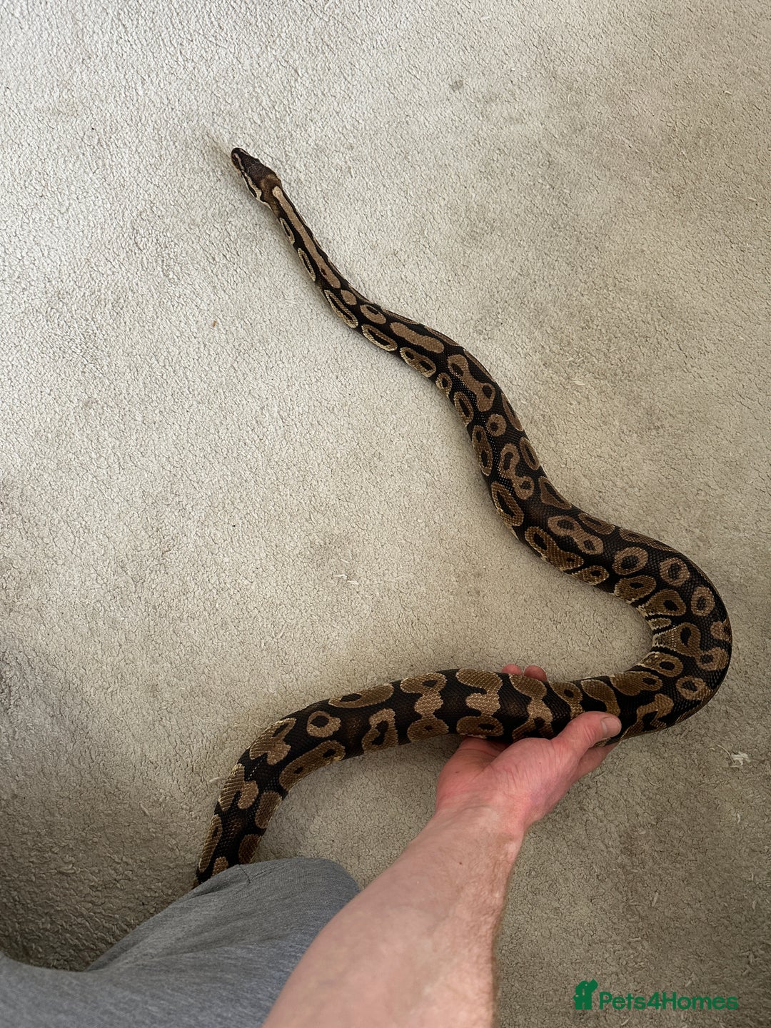 Python Snake reptiles for sale: Royal python with enclosure to a good home - Advert 3