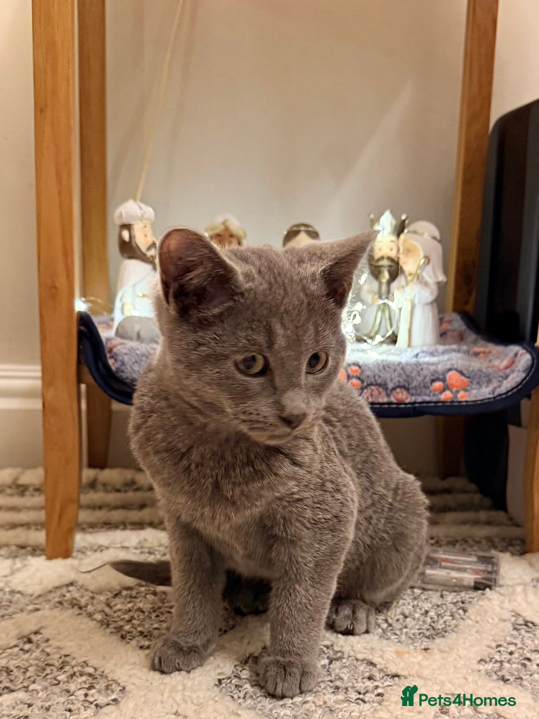 Russian Blue cats for sale: Pure Russian Blue Boy❄️ - Advert 8