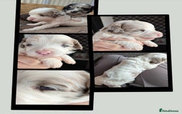 Bordoodle dogs for sale: Toy Bordoodles ❤️ - 1 girl available - Image 3