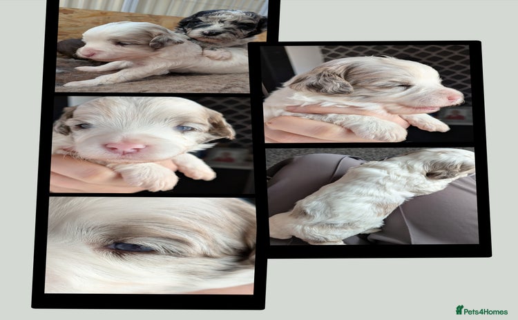 Bordoodle dogs - Advert 1