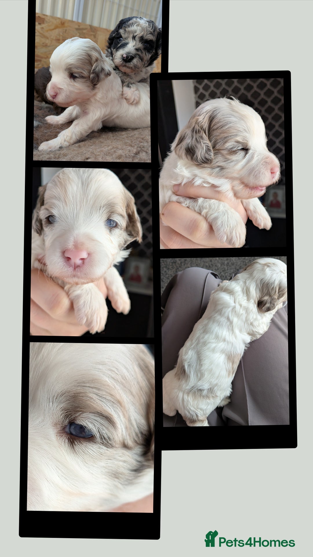 Bordoodle dogs for sale: Toy Bordoodles ❤️ - 1 girl available - Image 3