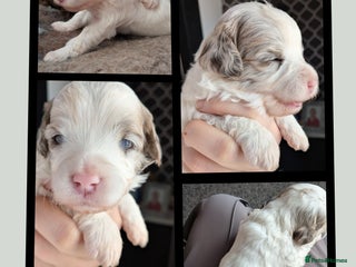 Bordoodle dogs - Advert 3