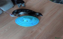 Mixed Breed cats for sale: Cute tabby kittens - Advert 4