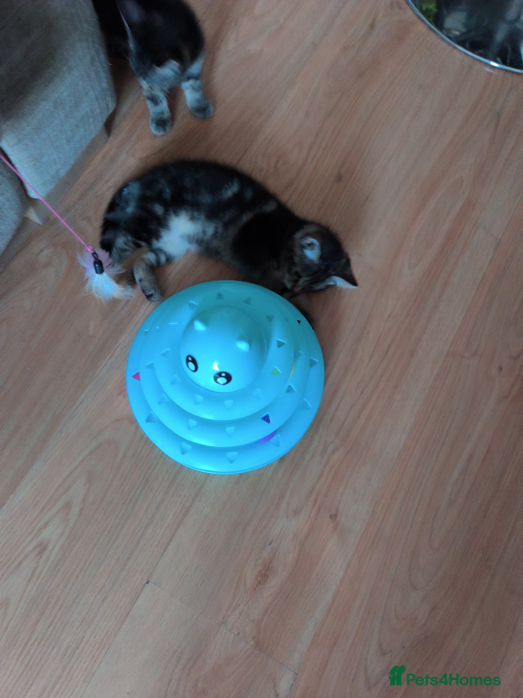 Mixed Breed cats for sale: Cute tabby kittens - Advert 4