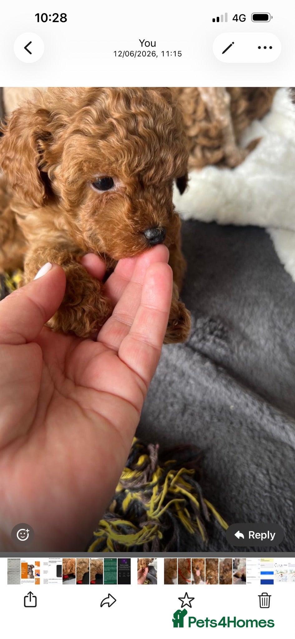 Toy Poodle dogs Last Girl ready  now for her forever home ❤️  - Advert 7