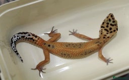 Gecko reptiles for sale: Crested and Leopard geckos available - Advert 2