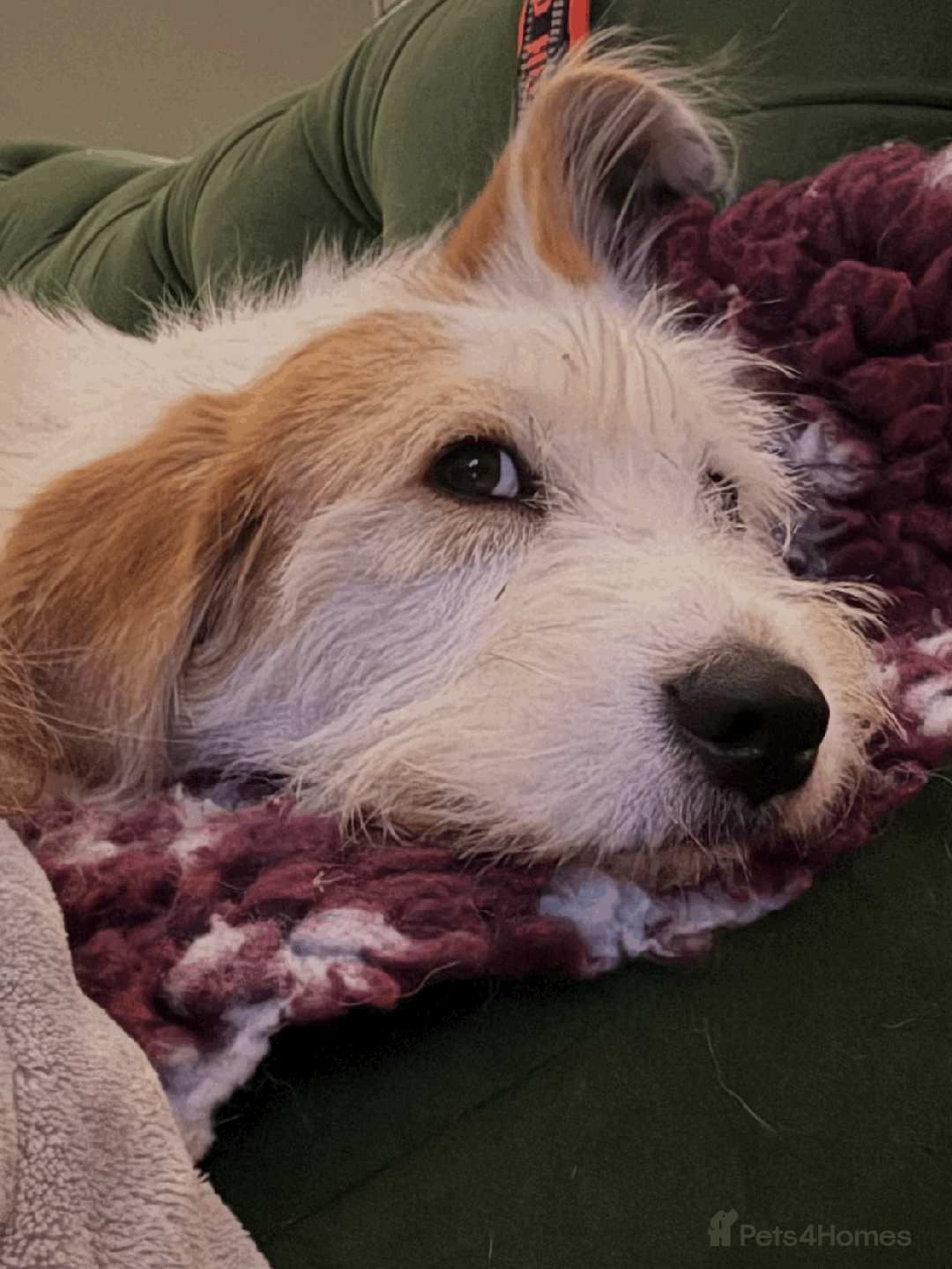 Mixed Breed dogs for sale: Sweet Dorothy looking for her family - Advert 1