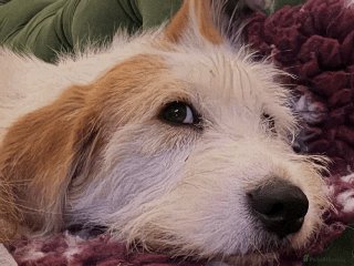 Mixed Breed dogs Sweet Dorothy looking for her family - Advert 1